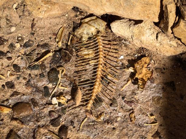 istock Remains of fish bones from a hungry cat 1084671688