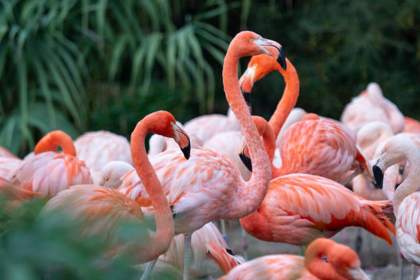 istock Group of Chilean Flamingos (Phoenicopterus chilensis) 1084673148