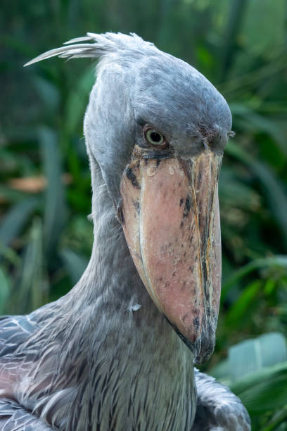 istock A shoebill (Balaeniceps rex) stork standing surrounded by plants. 1084673228