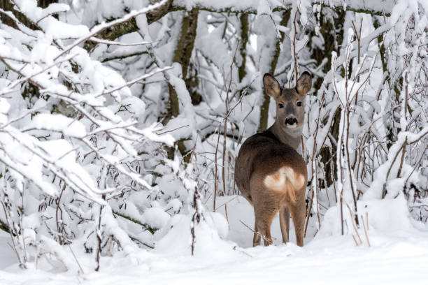 istock Roe deer in a snowy forest. Capreolus capreolus. Wild roe deer in winter nature. 1084673866