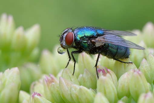 macro image of a housefly on the top of sedum