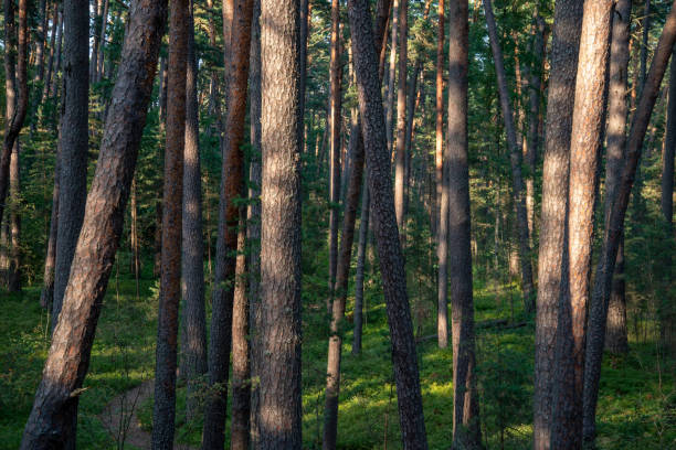 istock countryside yard with trees and green foliage in summer 1084681426