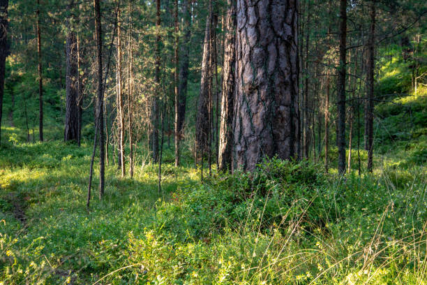 istock countryside yard with trees and green foliage in summer 1084681474
