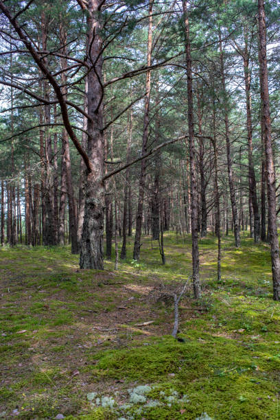 istock tourist walking footpath in green forest 1084684018