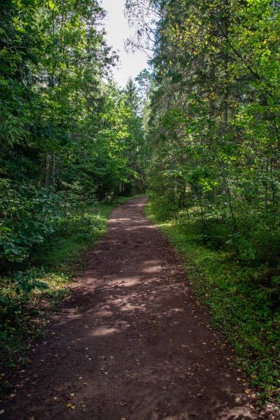 istock tourist walking footpath in green forest 1084684060