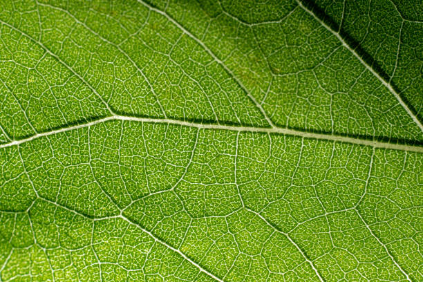 istock green macro image of leaves transparency 1084684082