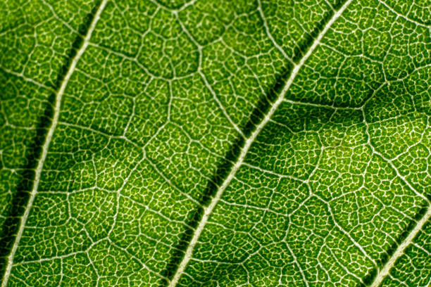 istock green macro image of leaves transparency 1084684094