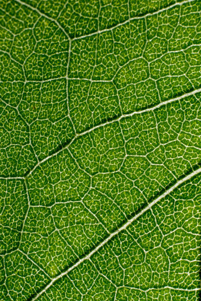 istock green macro image of leaves transparency 1084684102