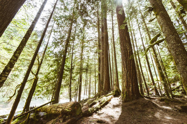 sendero dentro de un bosque alto verde - rainforest redwood sequoia footpath fotografías e imágenes de stock