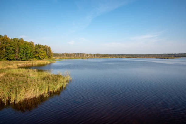 istock blue sky, clouds and trees from forest reflecting in calm lake water 1084686908