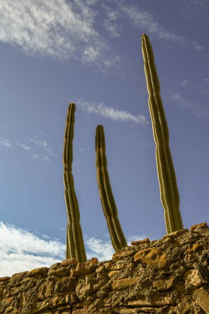 istock View from below of cactus plants above an old stone wall against blue sky 1084687152