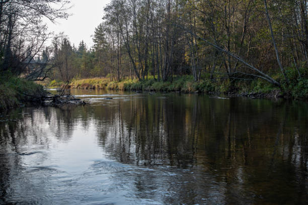 istock blue sky, clouds and trees from forest reflecting in calm lake water 1084688490