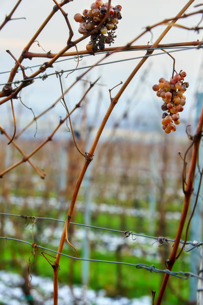 istock Winter grapes vineyards on the snow background 1084690872