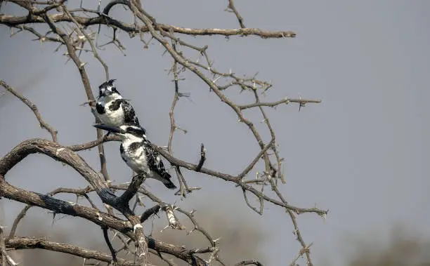 Two Pied Kingfisher birds in a thorn bush in Botswana, Africa.