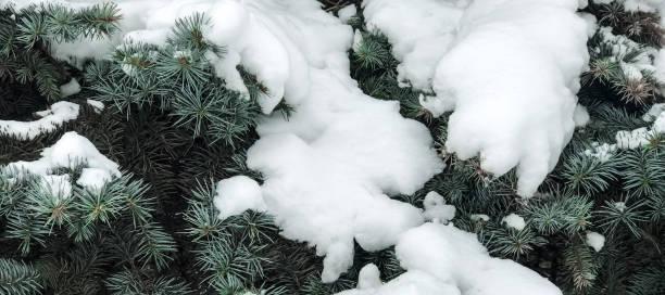 istock Winter and Christmas Background. Pine branch tree under snow. Fir-tree branches of conifer tree in snow for New Year close-up. 1084693044