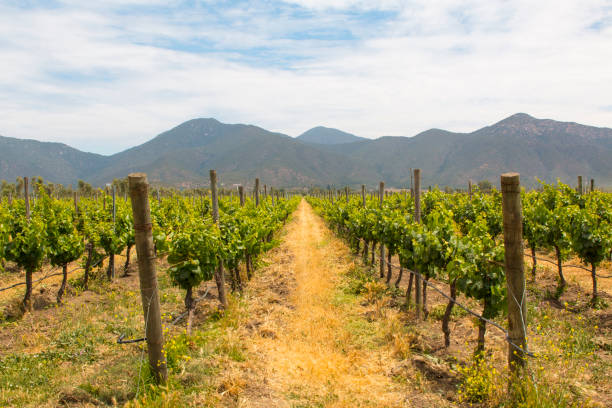 viñedos orgánicos con montañas - vinos chilenos fotografías e imágenes de stock