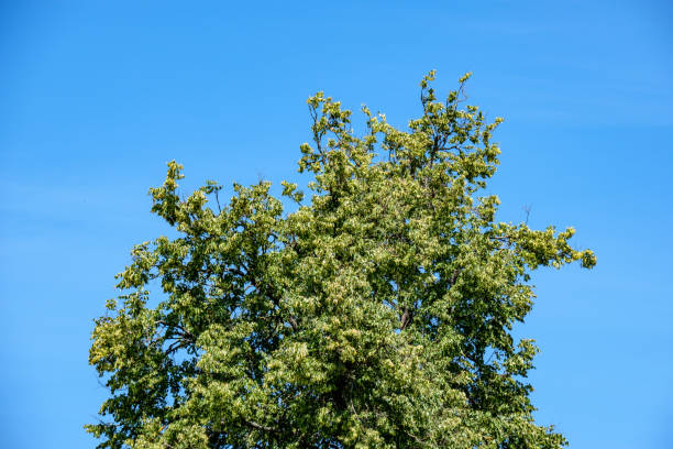 istock passenger plane leaves white smoke trail on blue sky 1084694990