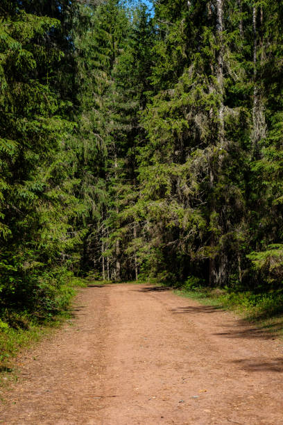 istock tourist walking footpath in green forest 1084697164