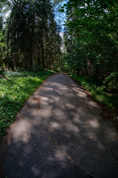 istock tourist walking footpath in green forest 1084697204