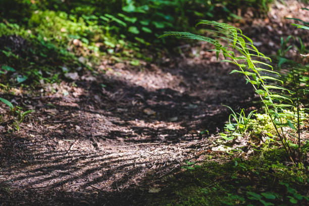 istock tourist walking footpath in green forest 1084697248