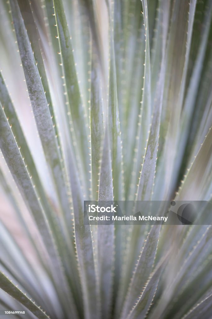 Desert Cactus Close Up Cactus Texture with torns Cactus Stock Photo