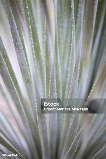 Desert Cactus Stock Photo - Download Image Now - Cactus, Agave Plant, Southwest