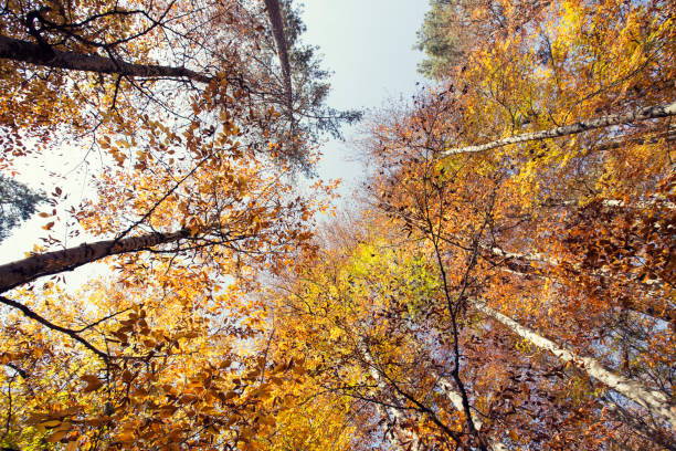 istock Looking up in Forest - Green Tree branches nature abstract. pine forest with blue sky and sunlight 1084699212