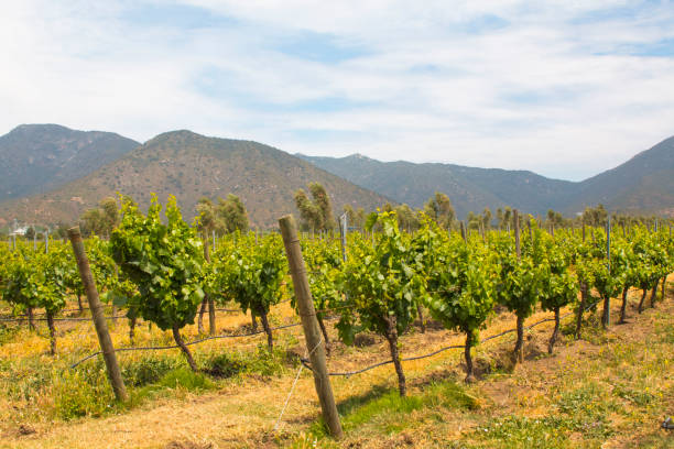 istock Organic vineyards with mountains on the background. 1084699800