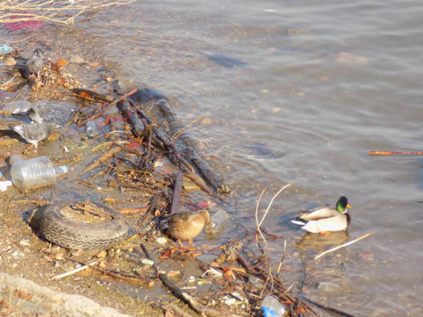 istock Birds in the trash on the riverbank 1084701430