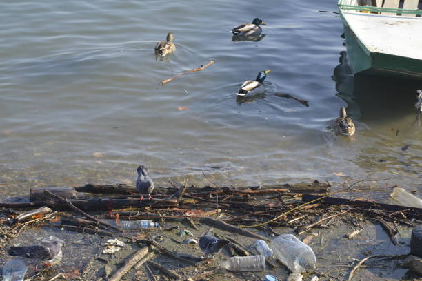 istock Birds in the trash on the riverbank 1084701516