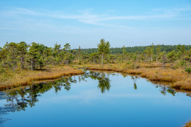 istock blue sky, clouds and trees from forest reflecting in calm lake water 1084704132