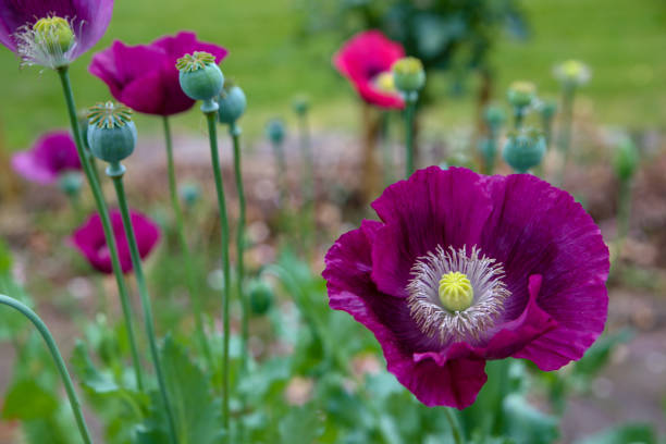 burgundy poppy flowers - oriental poppy poppy close up purple imagens e fotografias de stock