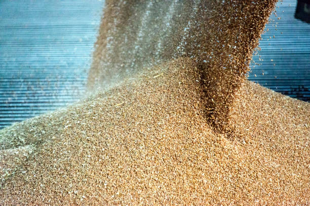 Körner, Getreide in einem landwirtschaftlichen silo – Foto