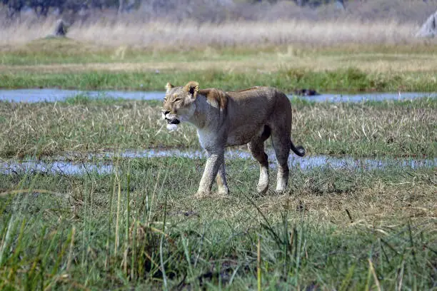 A hunting female Lion in Botswana, Africa.