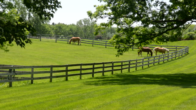 Horses feeding on the green grass in a lush meadow