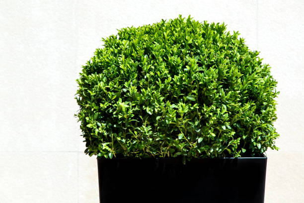 istock Green leafy artificial oval form bush in a black plastic pot on the background of a light stone wall. 1084719198