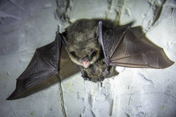 istock Angry pair of bats disturbed during hibernation. 1084730140