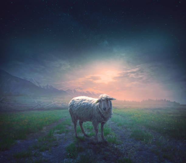 Lost sheep A sheep wanders away from the others and is lost at night shepherd stock pictures, royalty-free photos & images