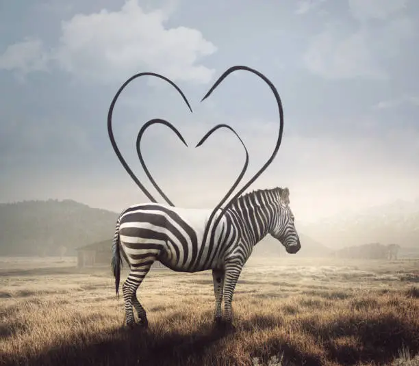 Photo of Zebra and heart stripes