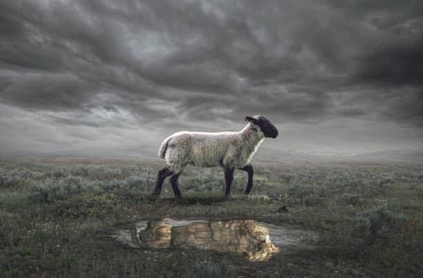 овцы и львы - lamb стоковые фото и изображения