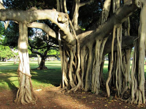 istock Ala Moana Beach Park, Waikiki, Oahu, Hawaii 1084743142