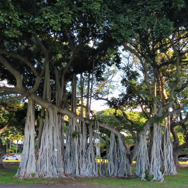 istock Ala Moana Beach Park, Waikiki, Oahu, Hawaii 1084743164