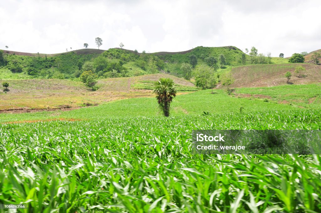 Corn Back Drop Corn Farm There Is A Mountain Backdrop Stock Photo - Download Image Now ...