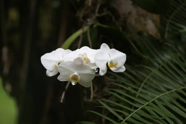 Wild Orchid In Hawaii Garden