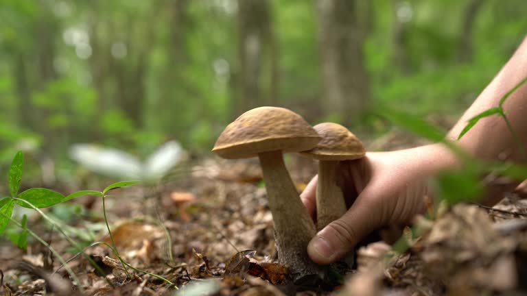 CU Hand harvesting mushrooms in forest