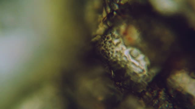 Salt and sugar crystals under microscope. Rack focus.