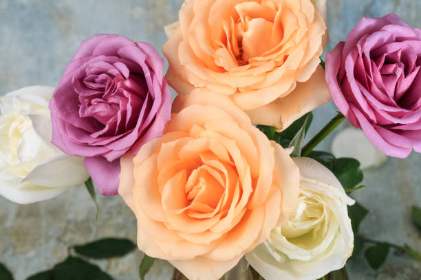 istock Beautiful and fragrant roses 1084747968