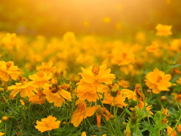 istock Orange cosmos flower selective focus and blur background with yellow light effect 1084748112