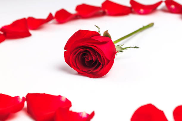 istock Beautiful and fragrant roses 1084748224