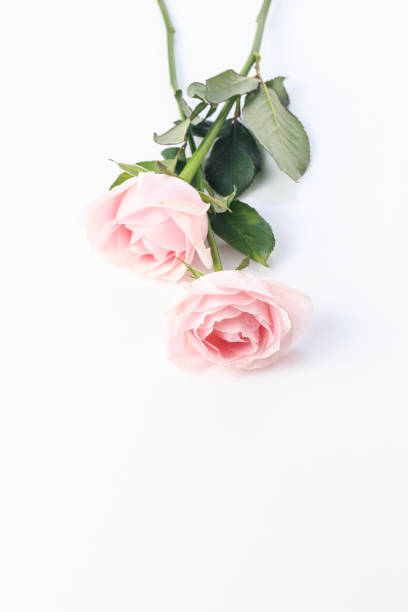 istock Beautiful and fragrant roses 1084749324
